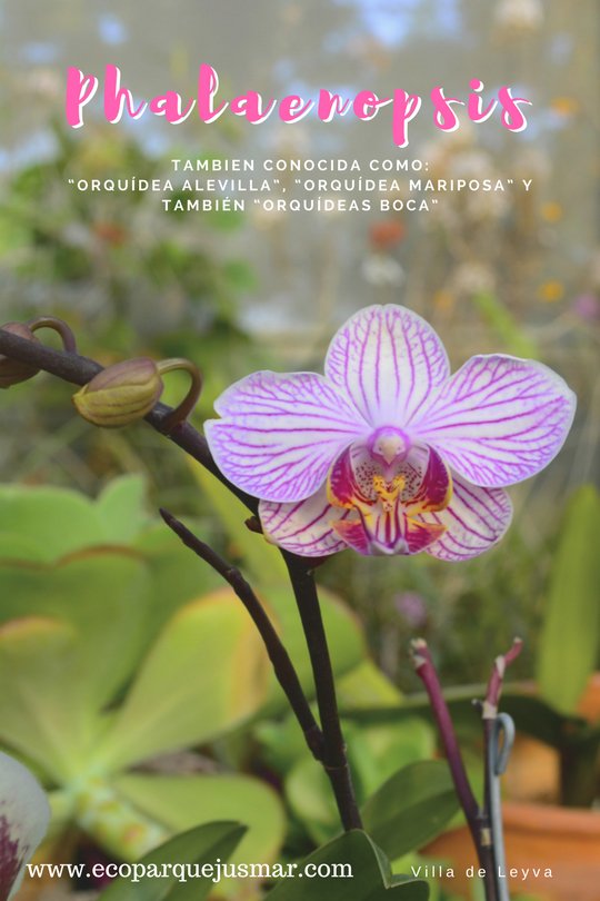 EcoParqueJusmar's tweet photo. ¿Conoces la hermosa orquídea #Phalaenopsis?

🌹Ven a EcoParque Jusmar Villadeleyva 🌹 https://t.co/XQPhcsqYGN