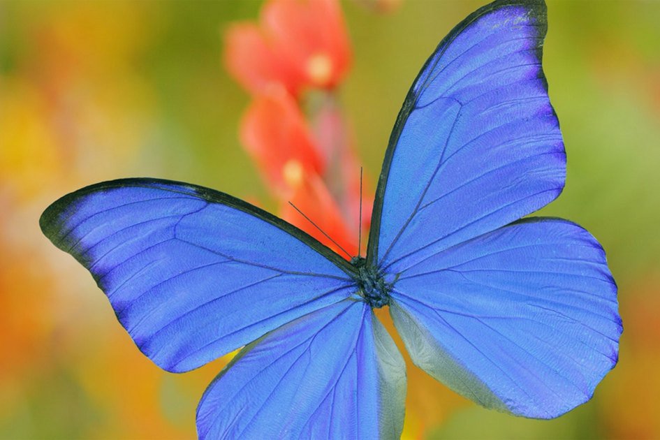 Butterfly wings inspire air-purification improvements from <a href="/WyssInstitute/">Wyss Institute</a> via <a href="/Harvard/">Harvard University</a> #Butterfly buff.ly/2DF6c8h …