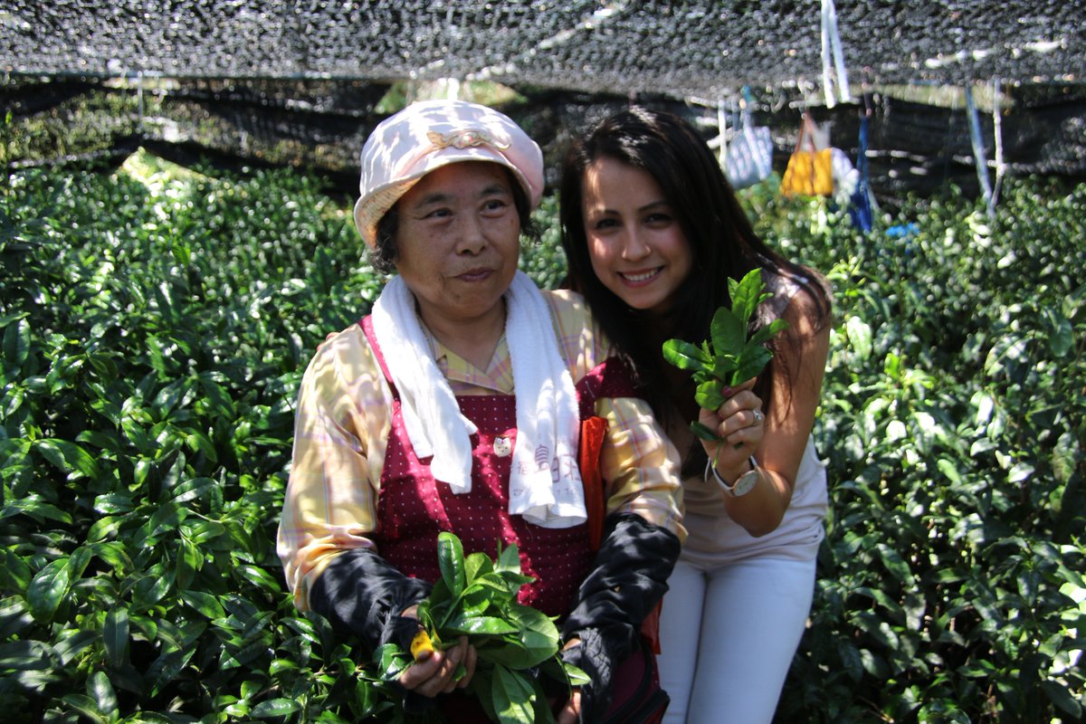 ClearspringUK's tweet photo. Maria harvesting Matcha leaves from our tea garden in #Uji , #Kyoto , #Japan . #throwback to #Spring 2017 ๐
โข
Share your Matcha Moments with us #JustAddMatcha ๐ต
โข
#MondayMotivation #MatchaMonday #Matcha https://t.co/ozA7yqyUzy
