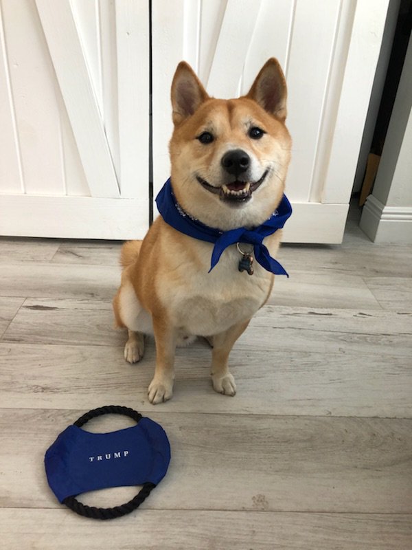 Trump National Doral Miami On Twitter Who S Ready For A Walk Outside Outfit Your Dog In Style With Our Pet Bandana And Dog Throw Toy From Our Partners At Trumpstore Trumpstore Trumppets