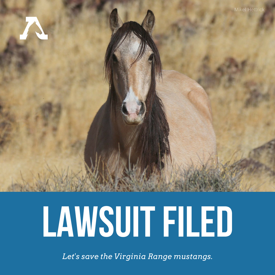 FreeWildHorses's tweet photo. BREAKING: We have just filed a lawsuit in Nevada to stop the State from transferring ownership of a herd of historic and locally-cherished mustangs living in the Virginia Range. Read more: https://t.co/mOYHJdcbOI #SaveVRMustangs https://t.co/7FWczXjQoG