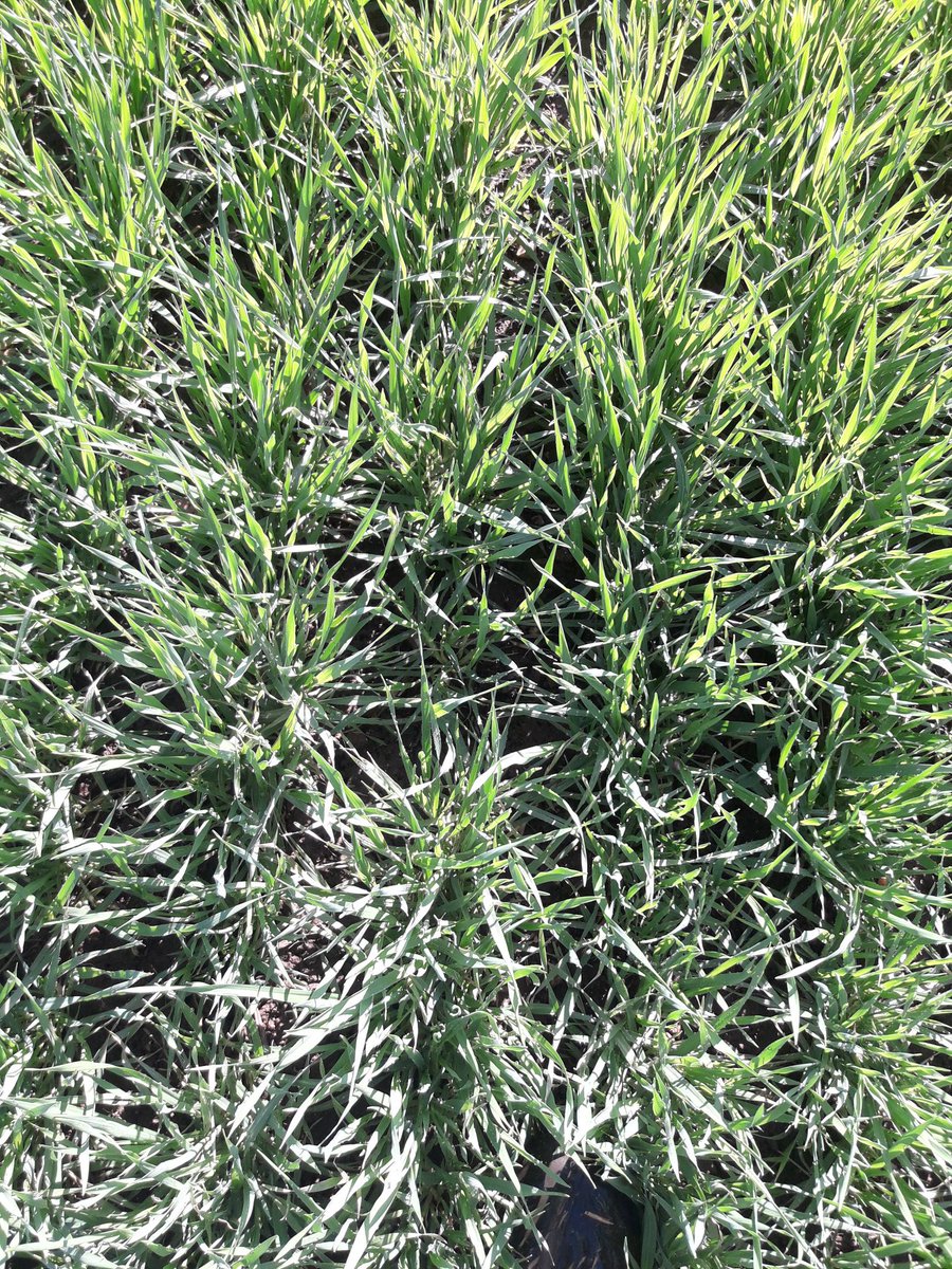 Le #colza n'est pas qu'une superbe culture  c'est aussi un précédent  remarquable 
Ici #orge Cassia