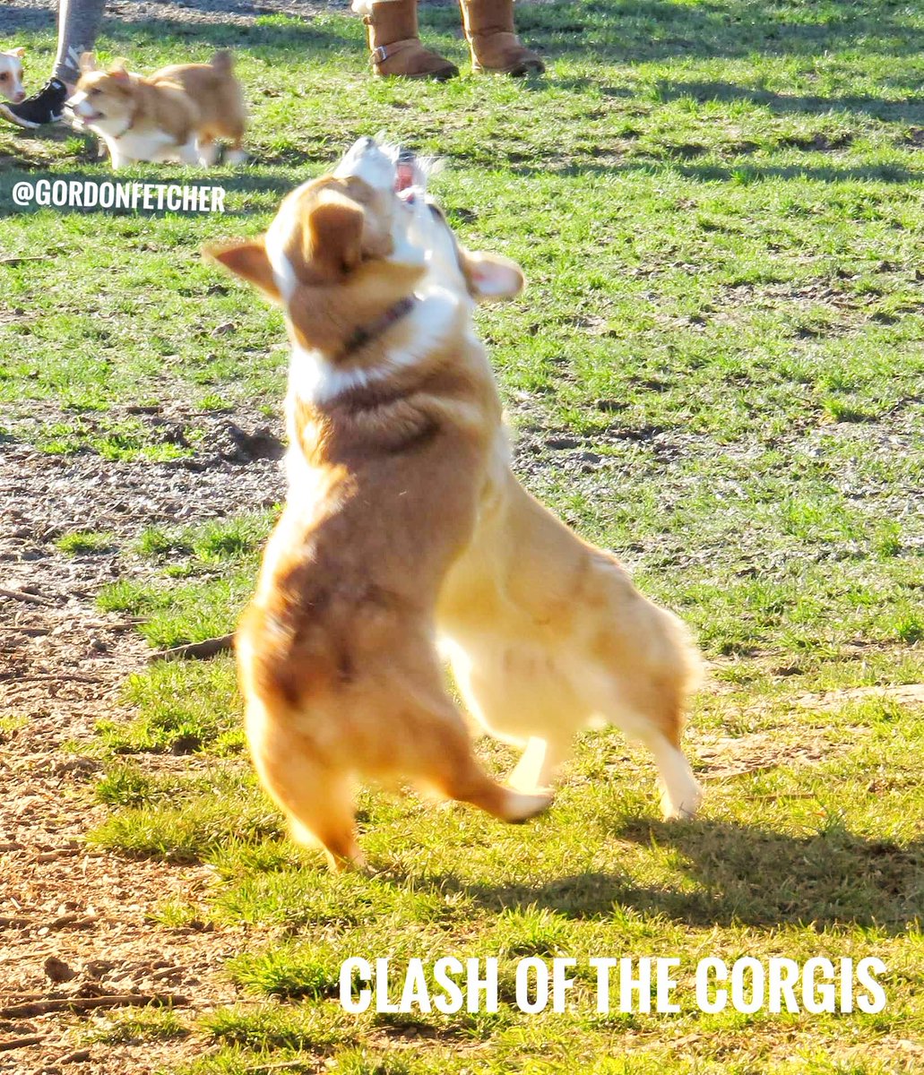 GordonFetcher's tweet photo. CORGI CLASH!!! ⚡

#bestdogpix #corgi #stumpylegs #corgiduo #titains #dogs https://t.co/5ZRQZWeSLR