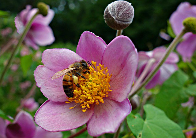 thebeekeeperman's tweet image. I wish everyone would get into raising honey bees simply because it has a number of benefits for us...  #beekeepi...