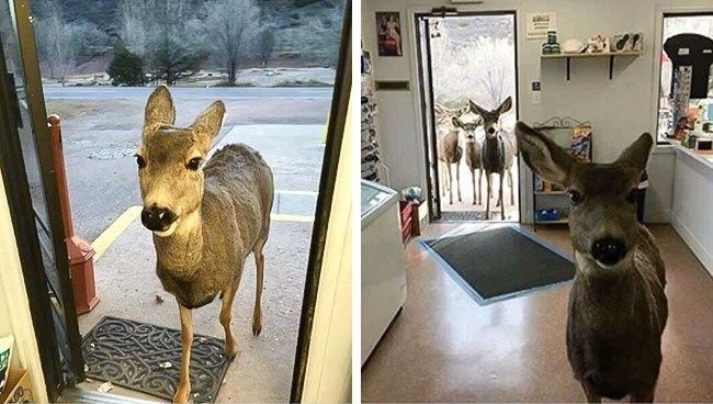 Ce cerf est entré dans une boutique au Colorado. Le propriétaire lui a donné quelques biscuits et un peu de chocolat. L’animal est sorti de la boutique, et une demi-heure après... il est revenu avec ses amis, 2017
