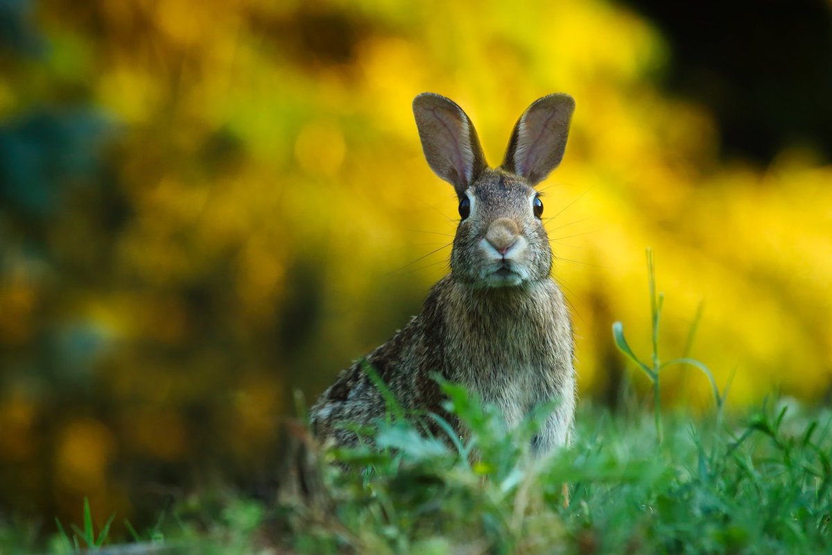 Easter is just around the corner, what do you have planned for your business? Special offers? Easter Eggs with every purchase?

Running a competition whether it’s an Easter egg hunt, a selfie contest, or maybe a “write a caption to this photo” competition. 

#SmallBiz #cheshire