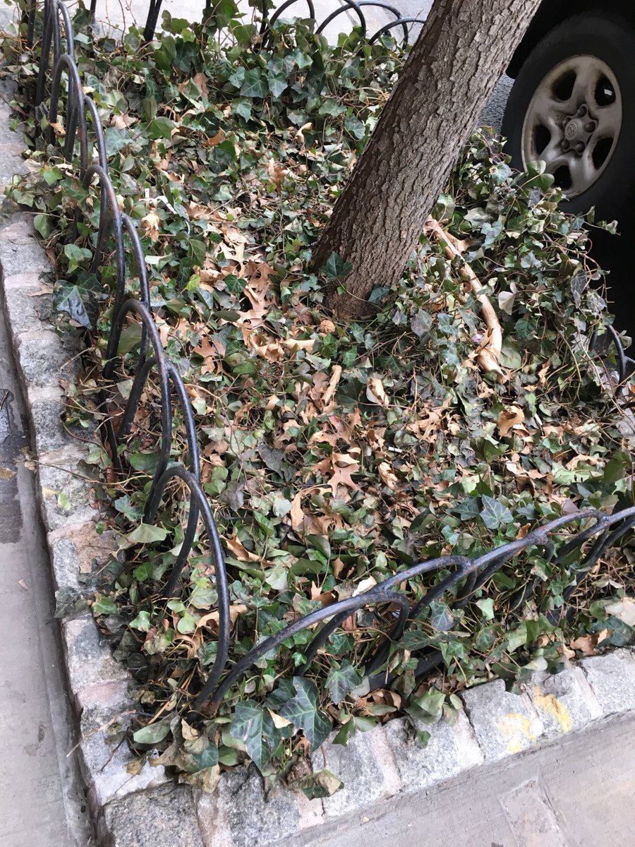 metal hoops are a big thing. here's one with a tidy brick edge and some ivy.