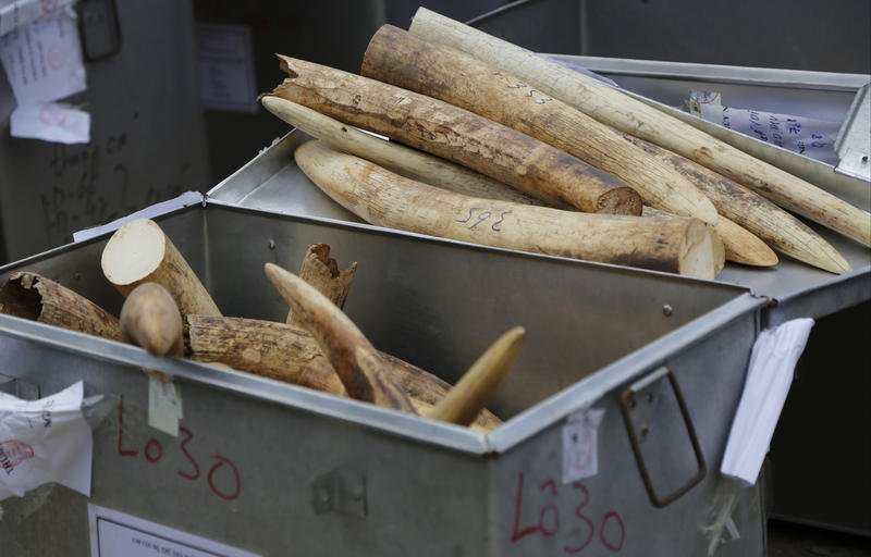 LISTEN: How UVM's Stolen Rhino Horn Fits Into Global Wildlife Trafficking dlvr.it/QLdTc3 https://t.co/C6my0ybClX