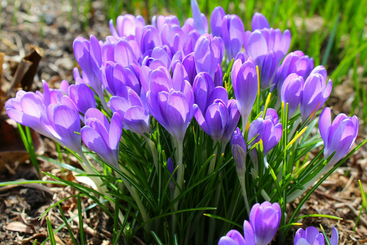 GardenOpus's tweet photo. NATURAL VARIABILITY: Weedy as it is, can't fault all the variation in self-sown Crocus tommasinianus seedlings! These &amp; more! (Tommies - Iridaceae) https://t.co/luE25kd6AP