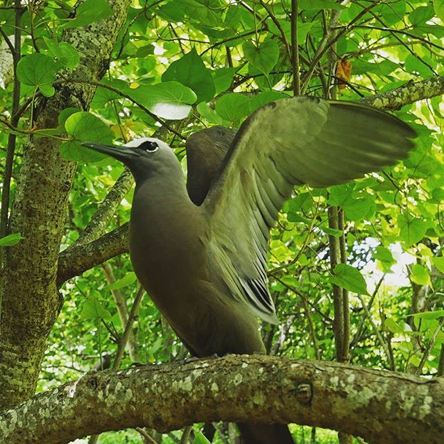If you thought the little fairy terns a few posts back on #IleAuxCocos looked slightly surreal how about this fierce chap!  I'm no ornithologist, but I believe he's a #brownnoddy or #CommonNoddy.  On Ile aux Coco 4km to the west of #Rodrigues, all the bi… bit.ly/2FTxn1c