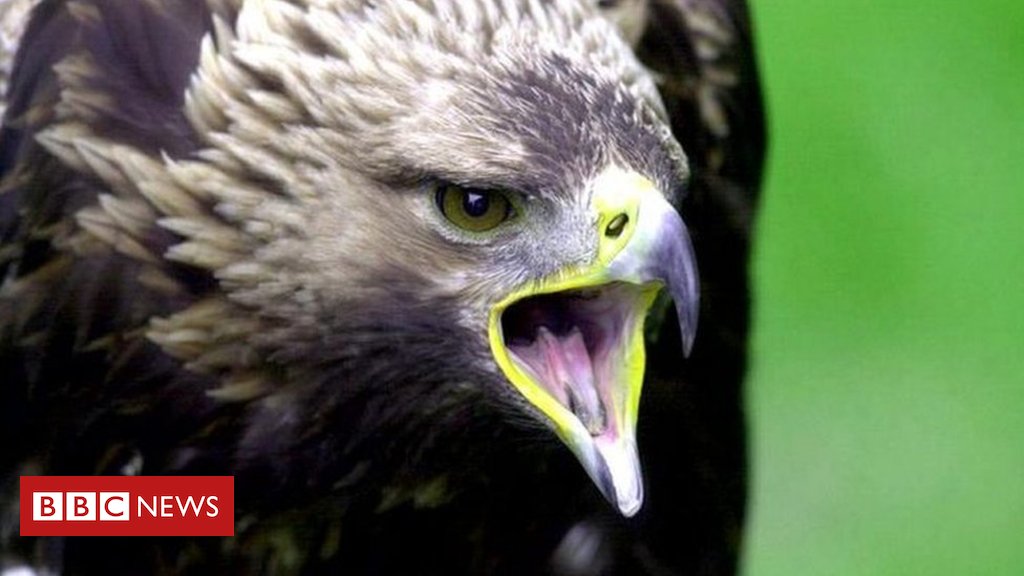 Where Eagles Deer Fawns Desperate Struggle For Life Caught