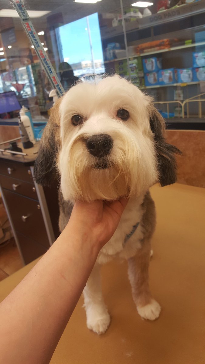 Lacie #2233 #CNY Extreme Makeover #northeastgrooming