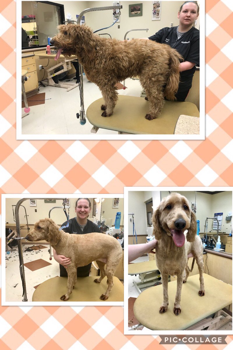 Dakota came in for a spring cleaning #1481 #NorthEastGrooming #newengland category extreme makeover groomer Rachel <a href="/Monicalovespets/">PetSmartNortheast</a> <a href="/allen_webb/">Webb Allen</a> <a href="/mary_datsepa1/">Mary DAT SE PA/C PA</a>