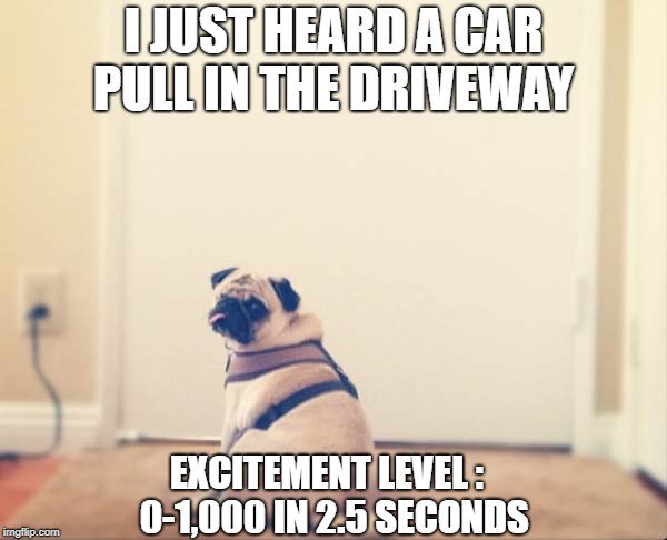 Pugataur's tweet photo. #pug #pugslife #puglove #pugs https://t.co/G2FD1B2rcC