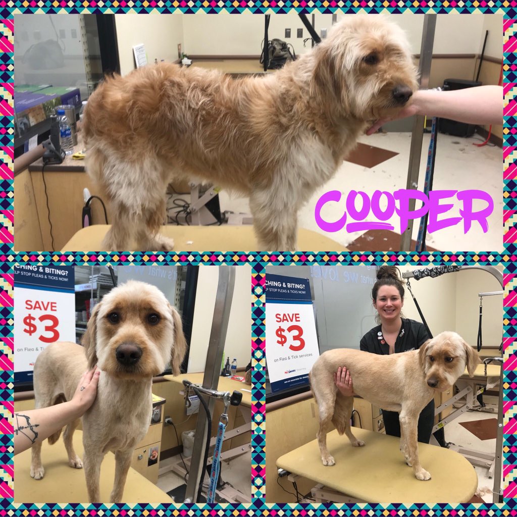 #northeastgrooming #store1669 #epa groomer: Kim , Category: Extreme Makeover <a href="/monicalovespets/">PetSmartNortheast</a> <a href="/ssklr11/">Kristie Reisenweaver</a>