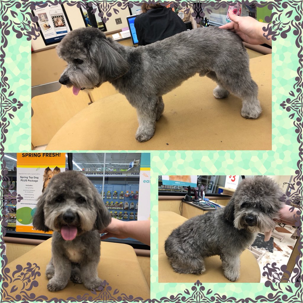 #northeastgrooming #store1669 #epa groomer: Amanda , Category: Extreme Makeover <a href="/monicalovespets/">PetSmartNortheast</a> <a href="/ssklr11/">Kristie Reisenweaver</a>