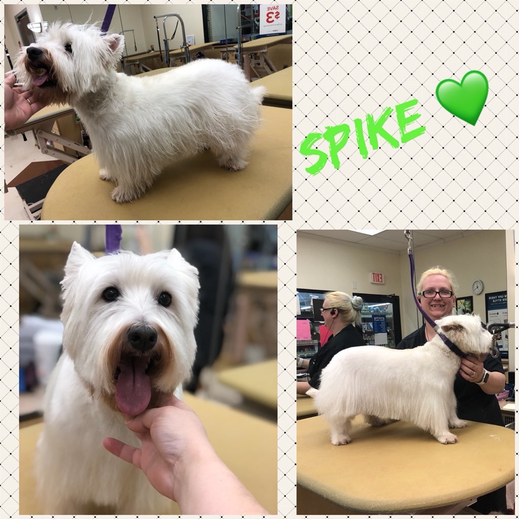 #northeastgrooming #store1669 #epa groomer: Amanda, Category: Breed Cut <a href="/monicalovespets/">PetSmartNortheast</a> <a href="/ssklr11/">Kristie Reisenweaver</a>