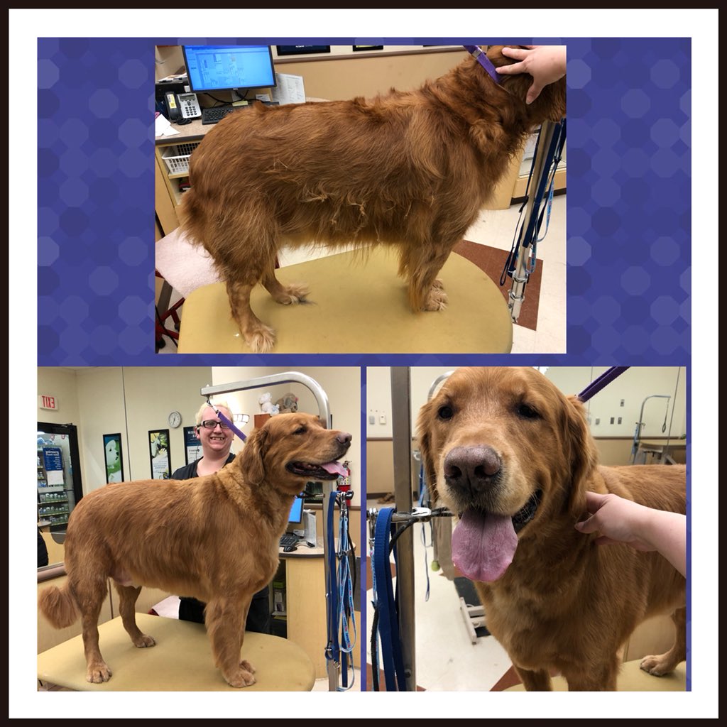 #northeastgrooming #store1669 #epa groomer: Amanda, Category: Extreme Makeover <a href="/monicalovespets/">PetSmartNortheast</a> <a href="/ssklr11/">Kristie Reisenweaver</a>