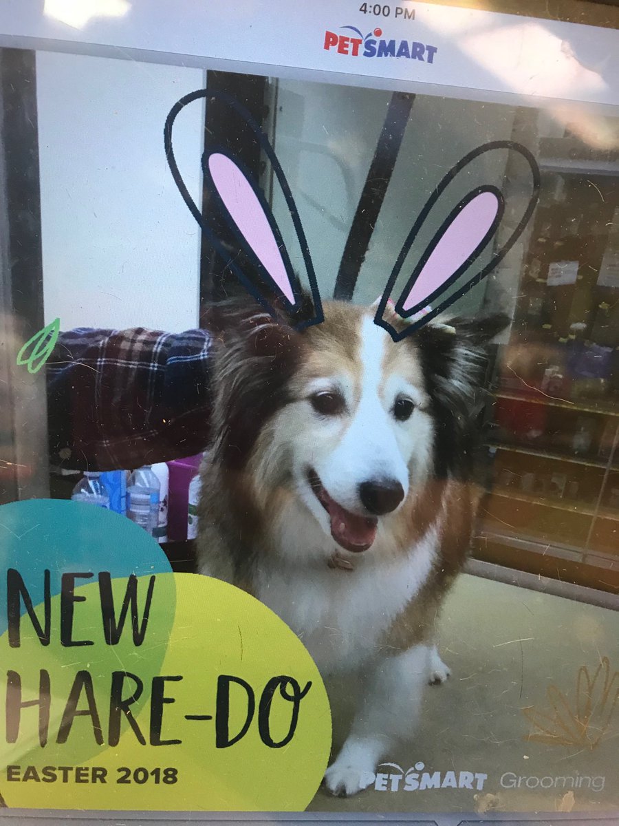 SNJDATHeather's tweet photo. 1st customer of day 1 of academy in #1617. What a great group of future petstylists. I’m sooo excited to see them grow! #snj #enj #petsmartgrooming #groomingacademy https://t.co/r2xdjwedW9