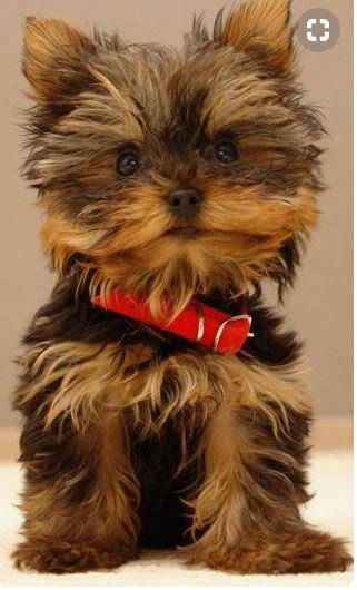#DogCelebration #dogsoftwitter #dog_feelings #dogsofinstagram #DogMeatTrade #dogsarelove #doglovers #doghealth #dogwellness #dog #weeklyfluff #cute #delight_pets #funpetloveclub #inspiredbypets #pet #buzzfeed #petbox #dogs #petstagram  #instadog #petsagram #doglover