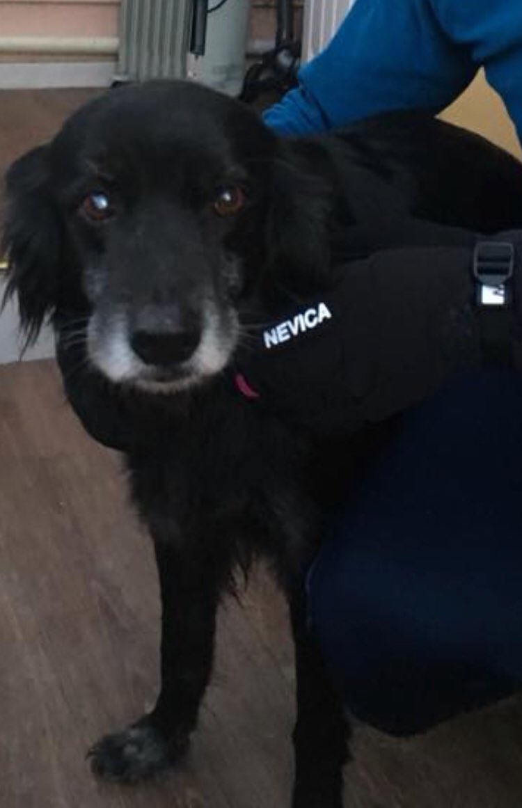 Avez-vous perdu votre chien ?Missing Dog ? - French Micro-chip. Found this evening at Kings Acre Rd, #Hereford #MissingDog