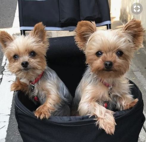 #DogCelebration #dogsoftwitter #dog_feelings #dogsofinstagram #DogMeatTrade #dogsarelove #doglovers #doghealth #dogwellness #dog #doglover #cute #delight_pets #funpetloveclub #inspiredbypets #pet #buzzfeed #petbox #dogs #instadog Visit :- dogfashion.org