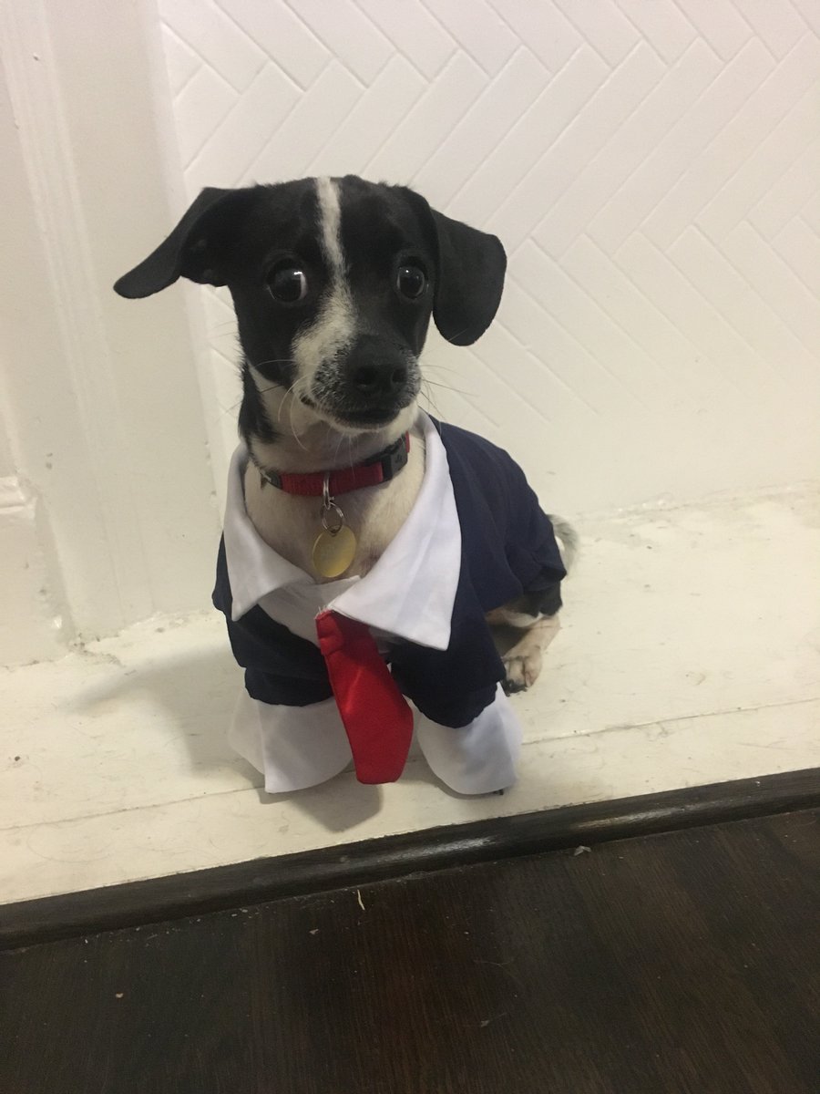 tuesdaybassen's tweet photo. We made a new tee body of our own: A unisex slim fit ringer with FUCKING PIPING named for our Chief Financial Officer (aka shop dog): Archie. https://t.co/JMrvp7jDZd