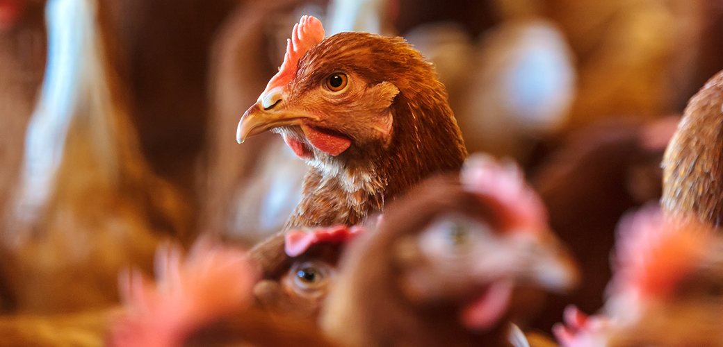 animalechochamb's tweet photo. Recently, due to corporate pressure, @USDA removed Obama-era rules protecting animals at organic farms. While the exploitation/slaughter of animals is unnecessary &amp; inhumane, these regulations created welfare improvements for animals: https://t.co/WZ2I9cHllI via @MercyForAnimals https://t.co/l1DAeaXtCd