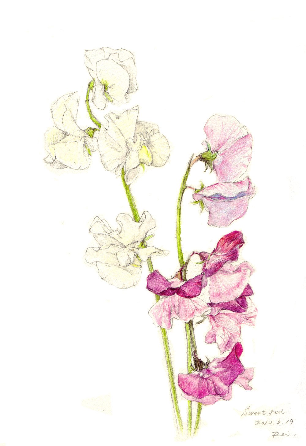 玲 絵描き Twitterren おはようございます 今朝はスィートピー ２点 花の描き方を指導するとき バラは湯飲み ガーベラはお皿 牡丹はお椀という風に 形の取り方を説明します スィートピーは蝶々です ボタニカルアート スィートピー 描き方 水彩色鉛筆