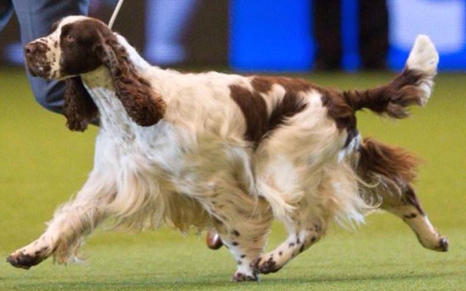 ESS_Health's tweet photo. Some more memories of @Crufts 2018... well done to you all #fitforfunction https://t.co/VB3hJu7J3R