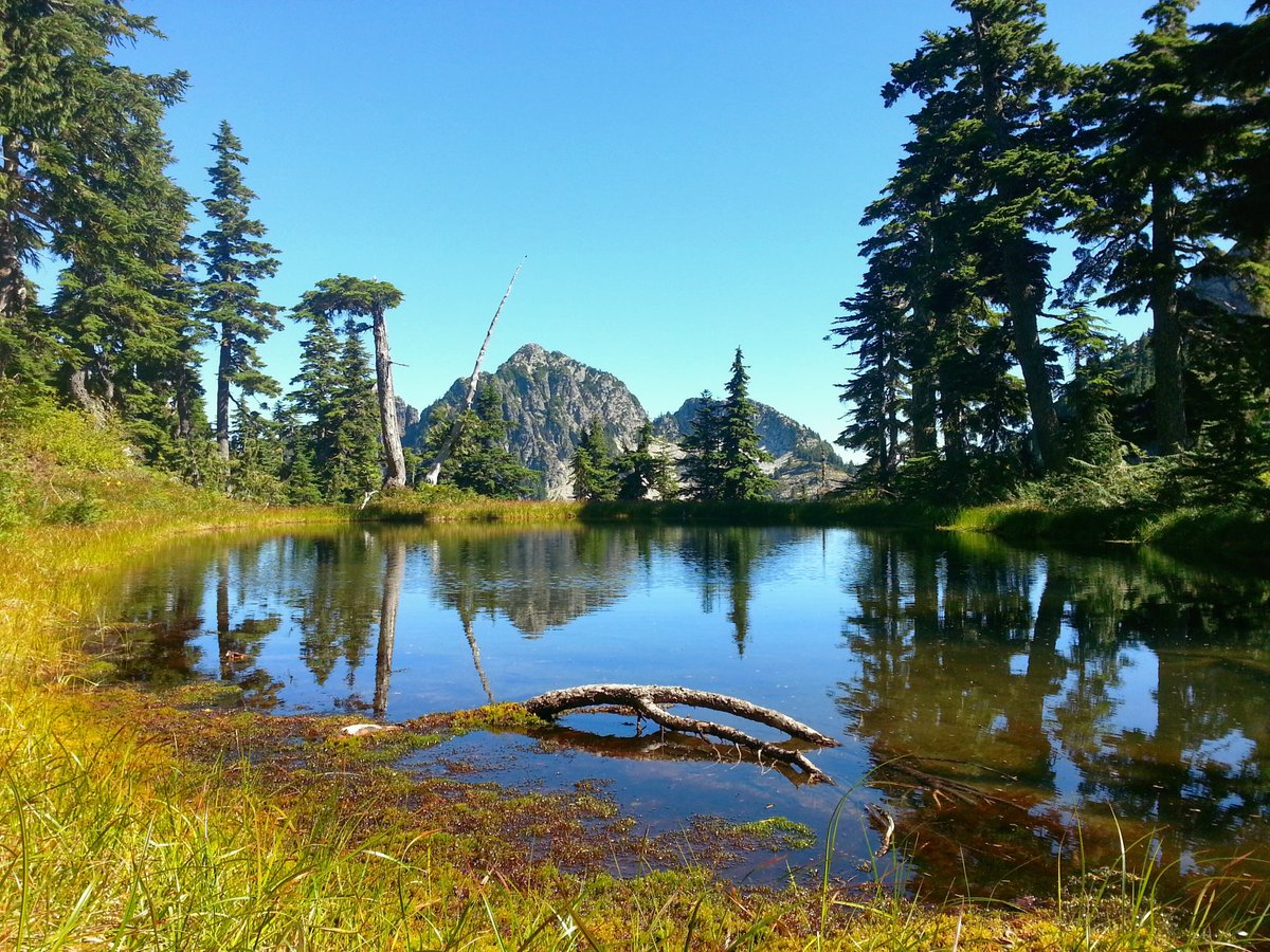 Executive Squamish tweet media