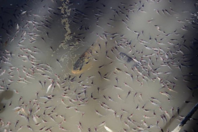 Alarma por la aparición de miles de peces muertos en el Río Santiago: mirá las imágenes
goo.gl/BDcP9P