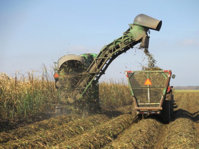 With all the sugarcane harvested in Louisiana, we're kind of wondering why this distillery boom didn't happen sooner. Learn who's working w/ LA peppers, sweet potatoes, grapes and more in our most recent issue: ow.ly/Dj9X30iXXdF <a href="/BayouRum/">Bayou Rum</a> <a href="/CaneLandDistill/">Cane Land Distilling</a> @noladistilling