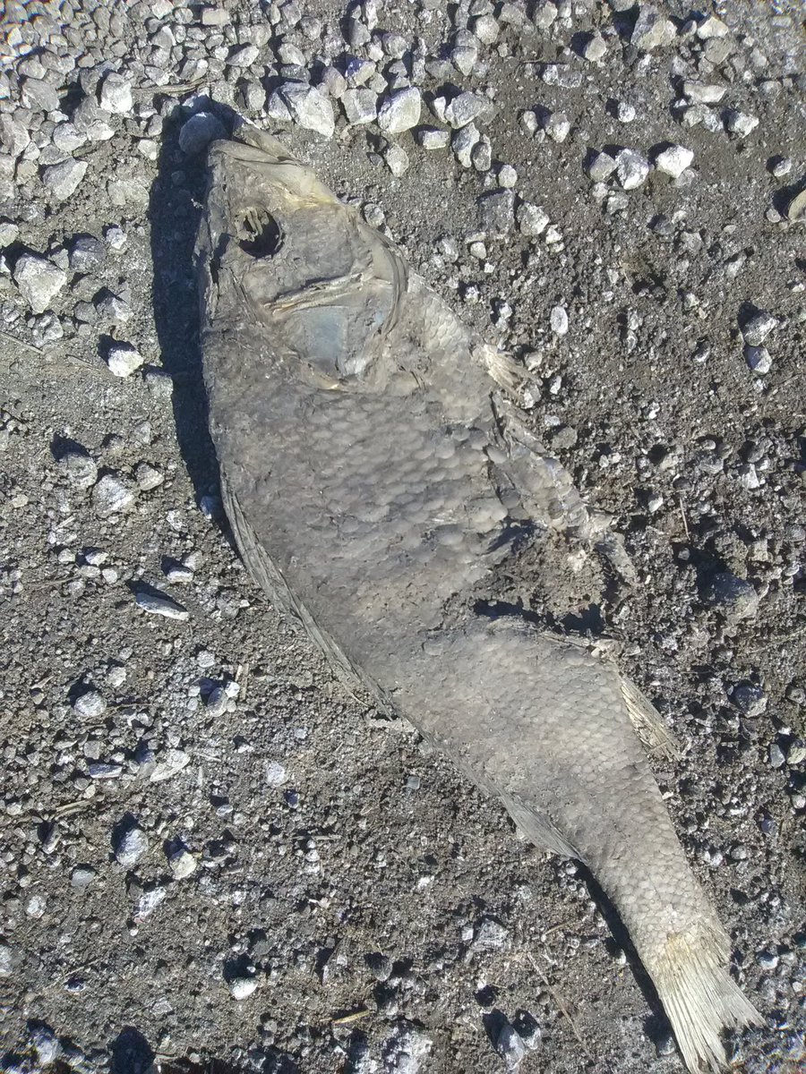 AngclPxpy's tweet image. Soooo.

I was on a walk after work and I found this lil buddy. 

I FOUND WHERE UNDYNE'S BODY GOT DUMPED!