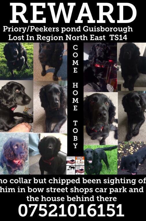 rosiedoc666's tweet photo. #findmissingToby
โผ๏ธit will be 5 weeks in Saturday since Toby ran away, their little boy looks at his picture & cries, he just wants his friend TOBY ๐กโผ๏ธ
Has anyone near you "acquired " a new #dog TOBY does a #handstand type thing when he has a "wee"
https://t.co/OgzQs6llpn https://t.co/mQ91CkGRiY