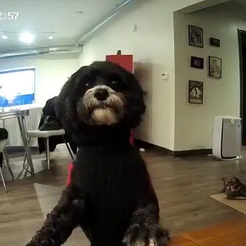 Coffee is definitely curious about the Furbo. ift.tt/2GLkPug