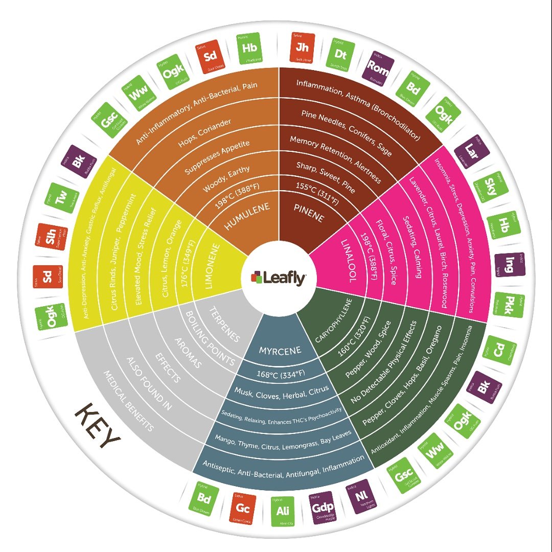 HighrishTimes's tweet photo. Terpene Wheel by @Leafly to help you figure out your favourite strains. Get to know what terpene profile you enjoy most #leafly #terpenes #knowledge #knowyourstrains https://t.co/WVlSiFCGAN