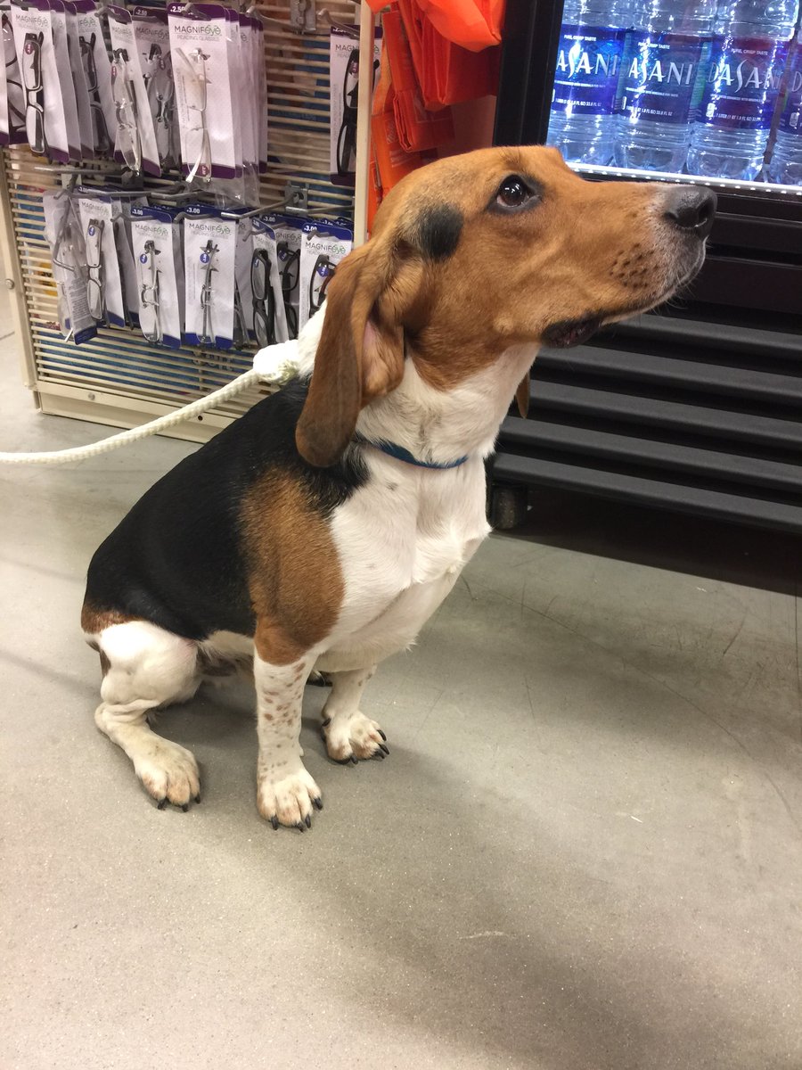 elaineTHD's tweet photo. Store 3868 made a new furry friend tonight! He waltzed right into the store all by himself. We named him Homie 🐶 #missingpup #beagles #homedepot @HomeDepot3868 @DPelletier28 @THDSheilaOcull @BFrickerTHD @mr_marker10 @toddthomasHD @JeniferMD79 https://t.co/bKbiUCWmfs