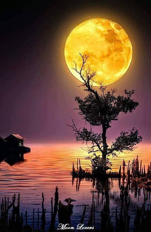 DavidMacinto's tweet photo. Have a pleasant night friends. https://t.co/R5i68HQfSb