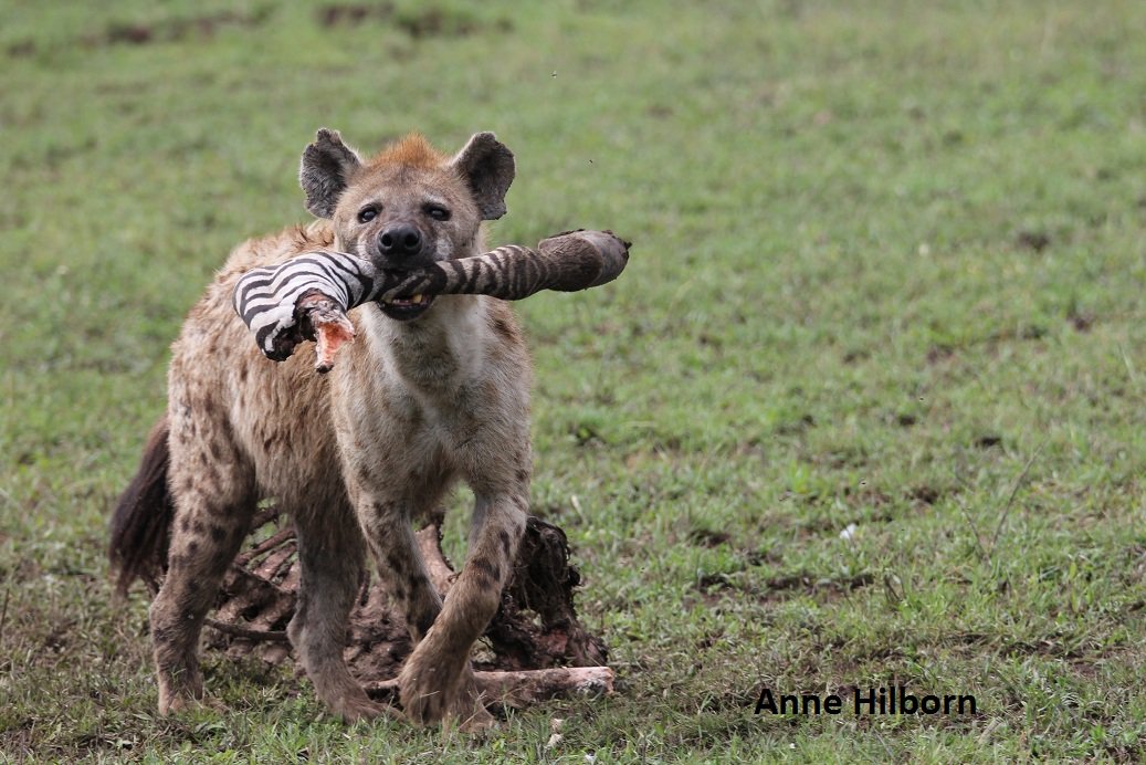 Are Hyenas Part Of The Dog Family