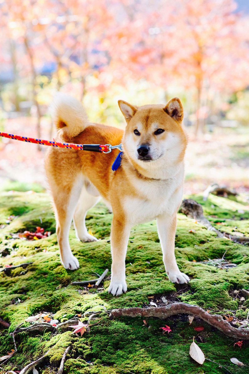 Shiba Kaji I Love Having Some Walks In The Forest Japon Japan Kyoto Fushimi Fushimiinari Fushimiinarishrine Fushimiinaritaisha Temple Shrine Shiba Shibainu Shibaken Kaji Cute Mignon Cutedog Kawaii Forest 日本 京都 Shiba Kaji I Love Having Some Walks In The Forest Japon Japan Kyoto Fushimi Fushimiinari Fushimiinarishrine Fushimiinaritaisha Temple Shrine Shiba Shibainu Shibaken Kaji Cute Mignon Cutedog Kawaii Forest 日本 京都