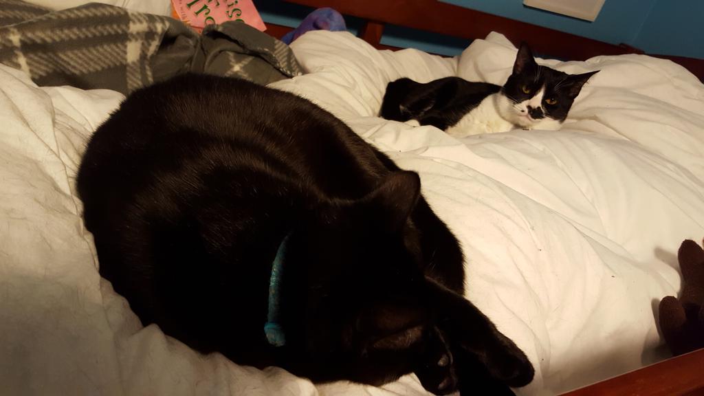 CattamsFamily's tweet photo. Bedtime is any time. #MondayMotivation https://t.co/oIDbo4UpmO