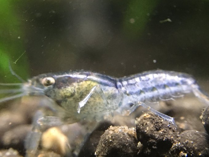 ドワーフザリガニを飼育してみよう Wicture ウィクチャ