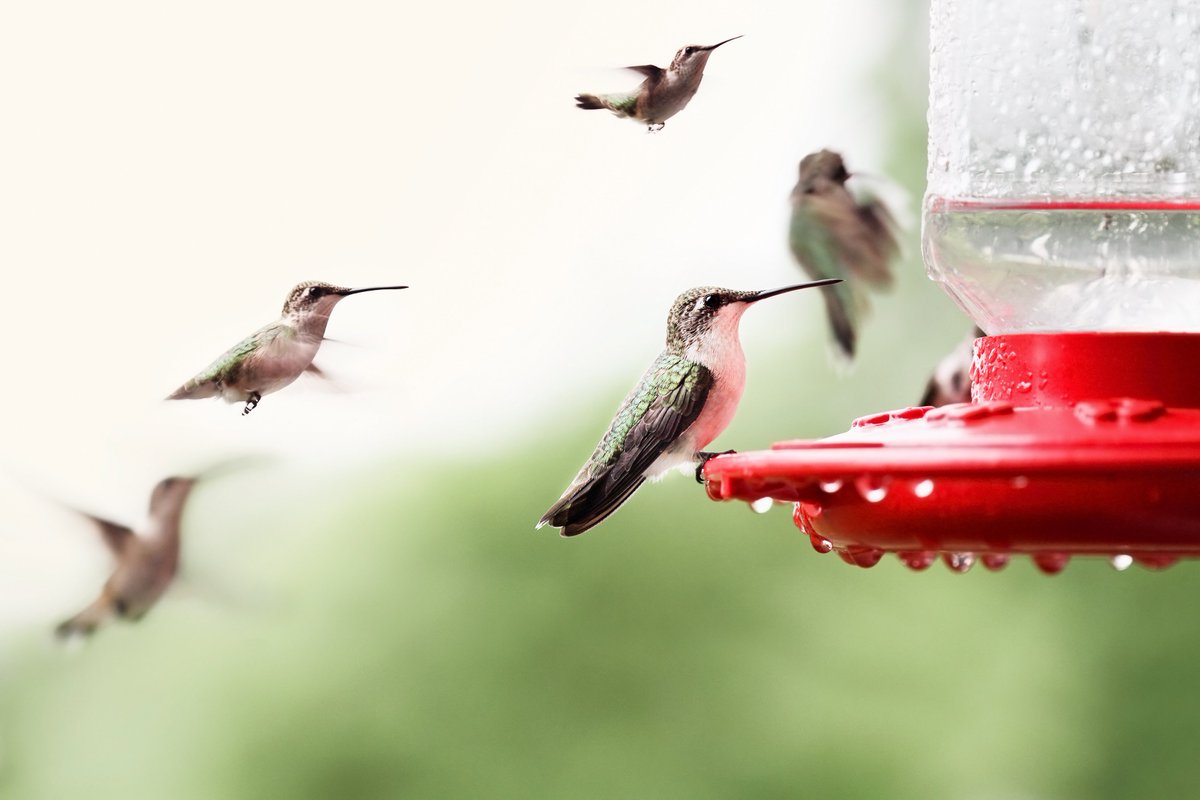 Enjoybirds Hashtag On Twitter