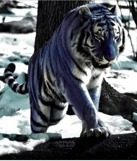 珍しい動物達 على تويتر マルタタイガー 青色の毛皮と濃いグレーの縞模様を持ったトラ 南中国のトラの亜種とみられており 非常に希少な種だそうです