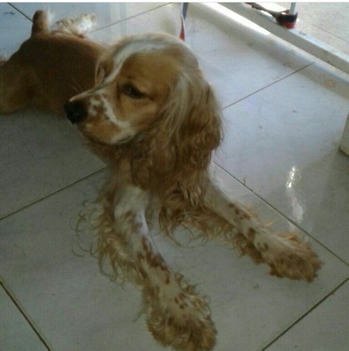 HALLADO <a href="/quinnannette/">Annette Quinn</a> @fundasis <a href="/mascotasalreskt/">MASCOTAS AL RESCATE</a> <a href="/PetsWorldMag/">Pets World Magazine</a> <a href="/PatasyPies/">Patas y Pies</a> <a href="/gnacelys/">Nacelys González</a> <a href="/tvnpanama/">TVN Panamá</a> <a href="/Kimesin22/">Milagros VS </a> @RobaMorena GRACIAS POR RT