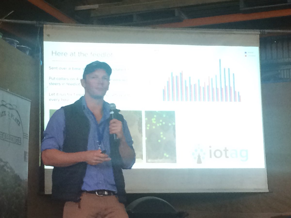 _iotag's tweet image. Weaned vs unweaned cattle at the @HBG2PCHALLENGE feedlot. @mpeter13 discussing what we saw so far