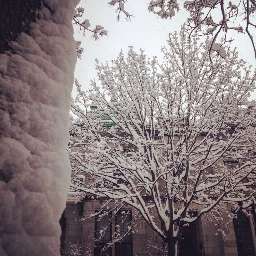 ConeixentMons's tweet image. #Primavera blanca. Primavera que es prepara per vestir els arbres de més #flocs i que amb el seu vent #glacial (-15C) pentina els seus troncs rugosos. #hivern #montreal
