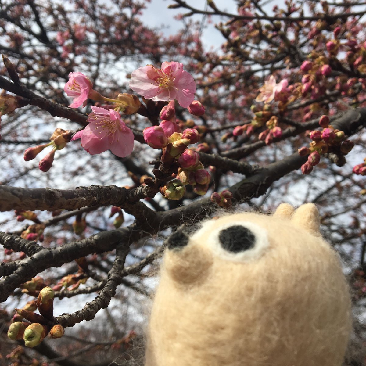 coatibreak's tweet photo. 明日は春分の日！もうすぐ春ですね♪

#春分 #さくら #桜 #花 #お散歩 #春 #コーティーブレイク #休憩中 #休憩 #ブレイクタイム #ひと息 #ゆるキャラ #コーティー #yuruchara #アカハナグマ #coati #animal #kawaii #japan https://t.co/wB1undfIlu