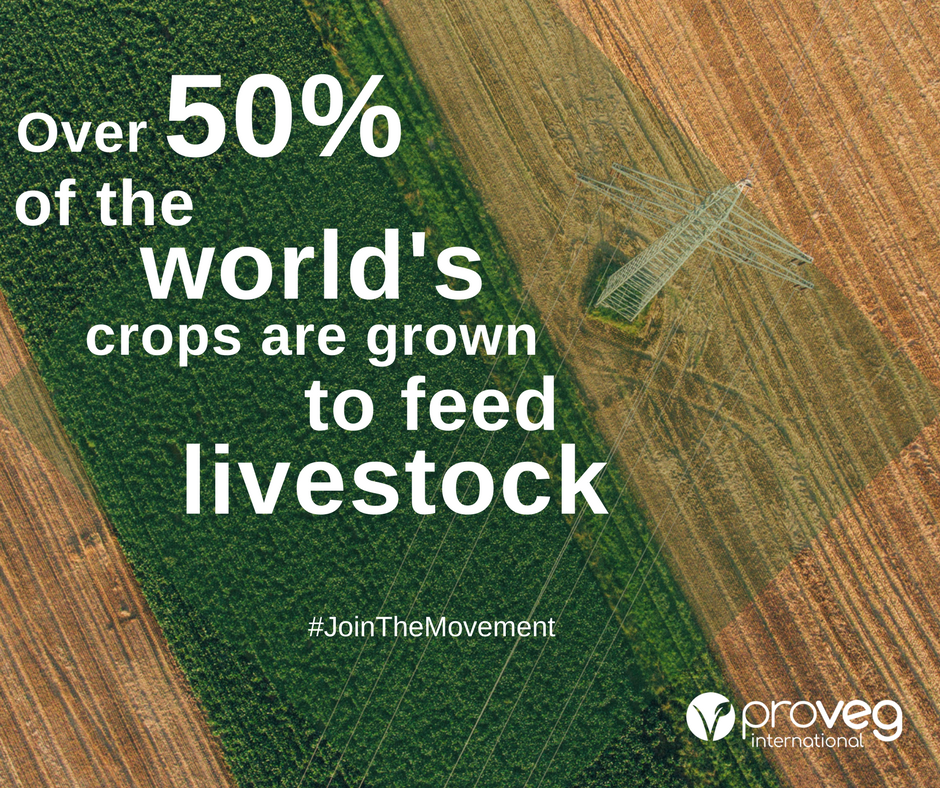 ProVeg_UK's tweet image. Imagine if 50% more of the crops grown were used to feed humans directly, with no animals in the middle. Be #ProJustice // Be #ProVeg

#FoodScarcity #WorldHunger #vegan #plantbased #FoodJustice #livestock #CutOutTheMiddleMan